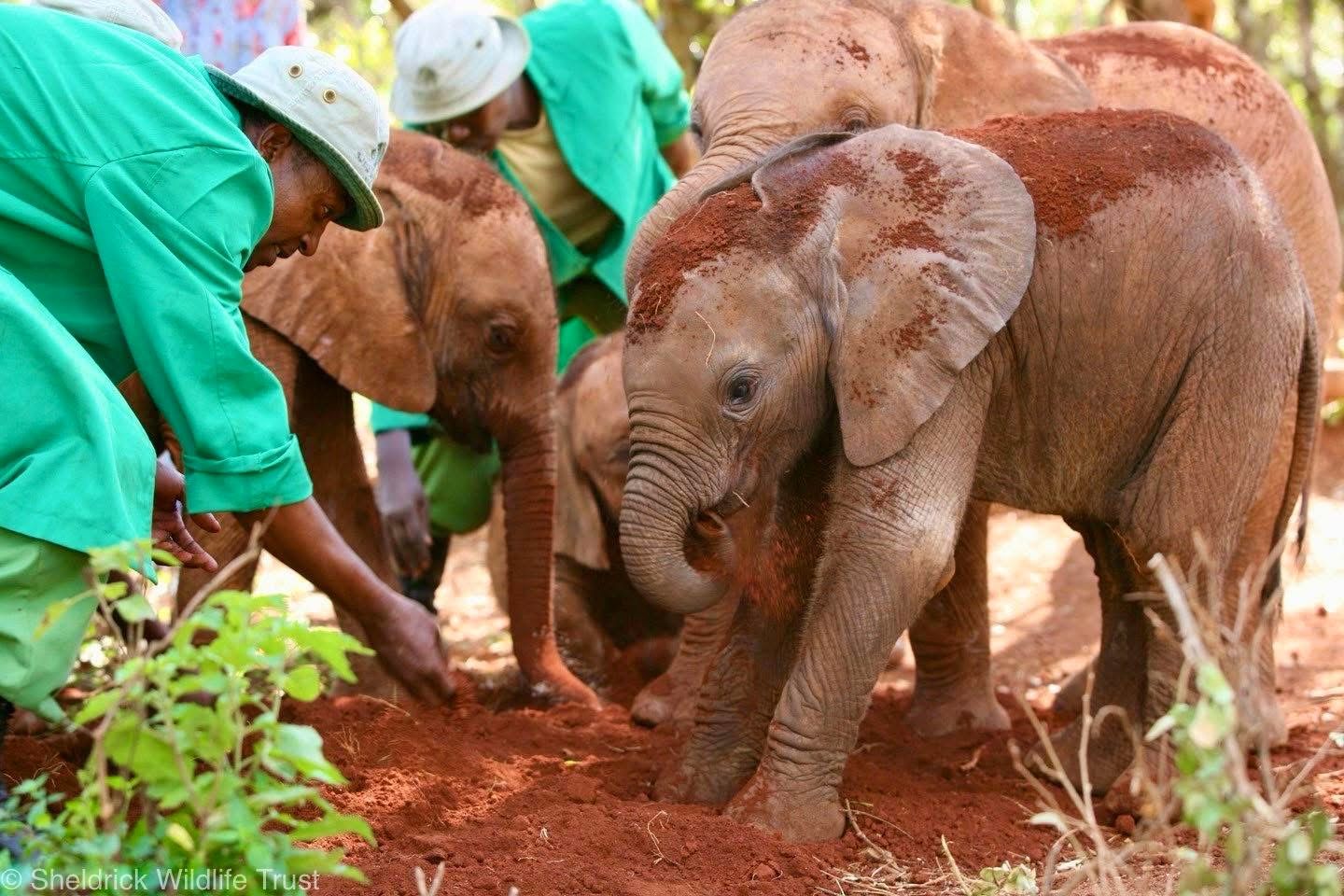 Elephant Sanctuary Visits — A Conservation Safari Experience