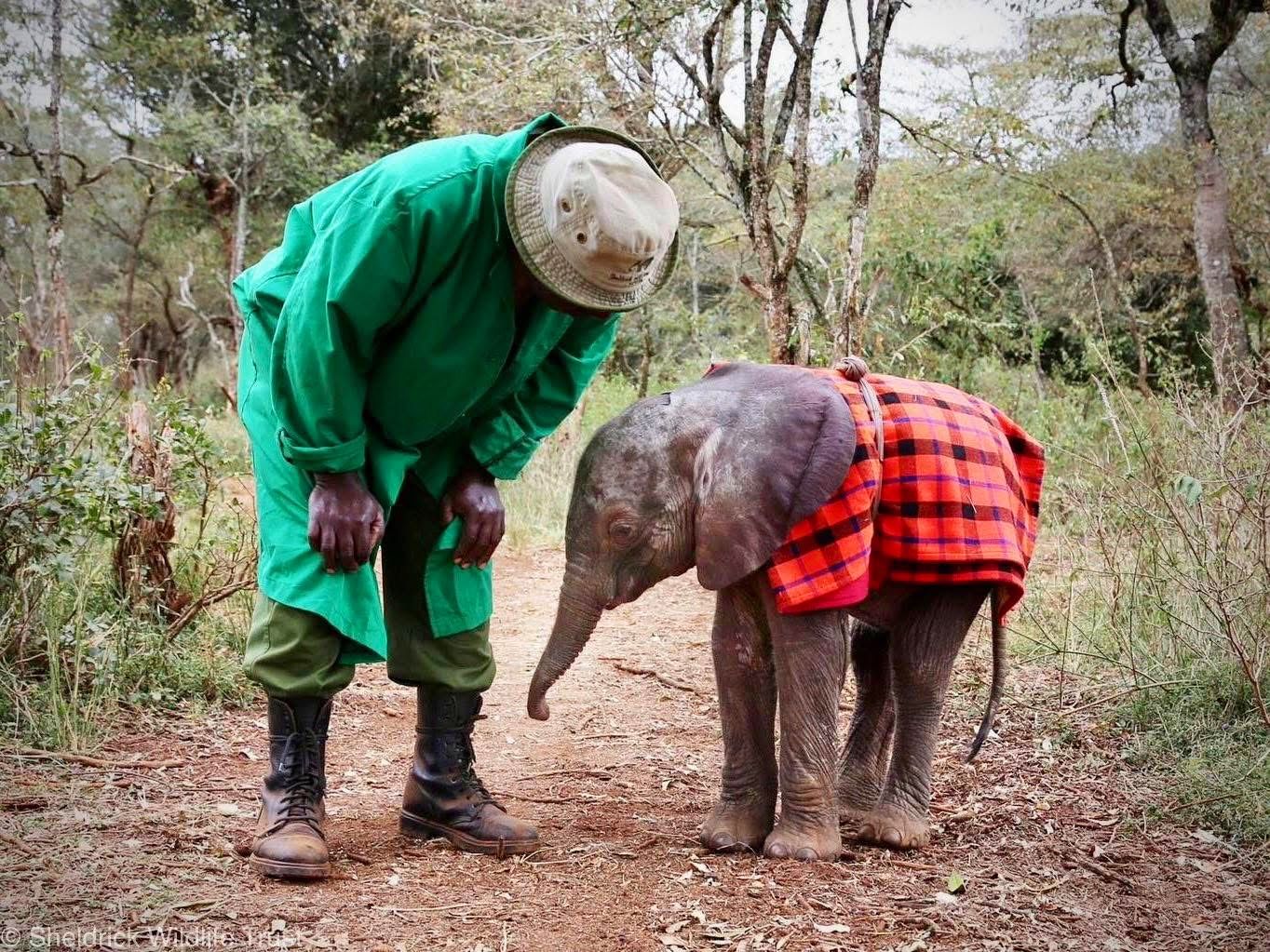 Elephant Sanctuary Visits — A Conservation Safari Experience