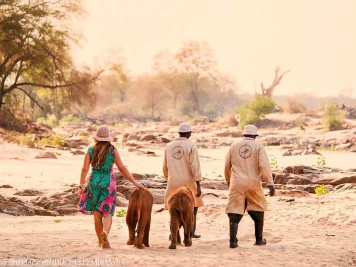 Elephant Sanctuary Visits — A Conservation Safari Experience