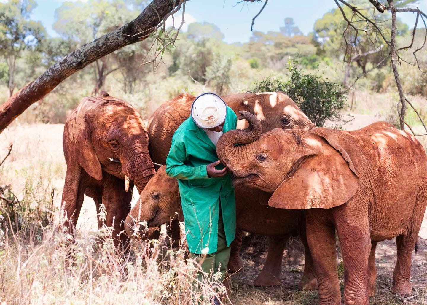 Elephant Sanctuary Visits — A Conservation Safari Experience