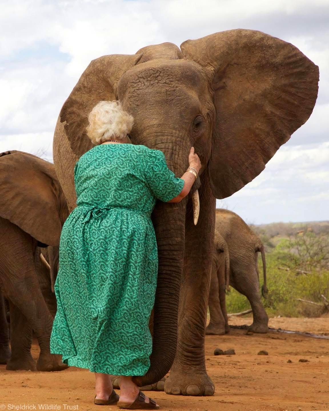Elephant Sanctuary Visits — A Conservation Safari Experience