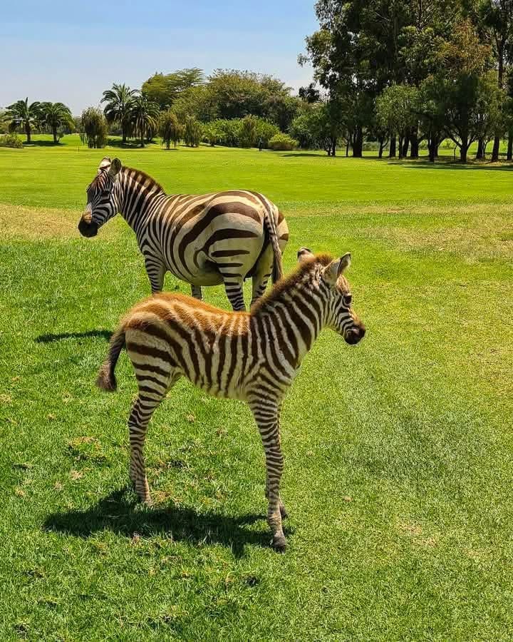 Golf Safaris — Where Luxury Meets the Wild
