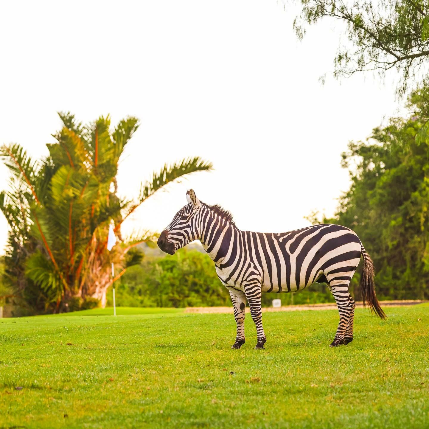 Golf Safaris — Where Luxury Meets the Wild