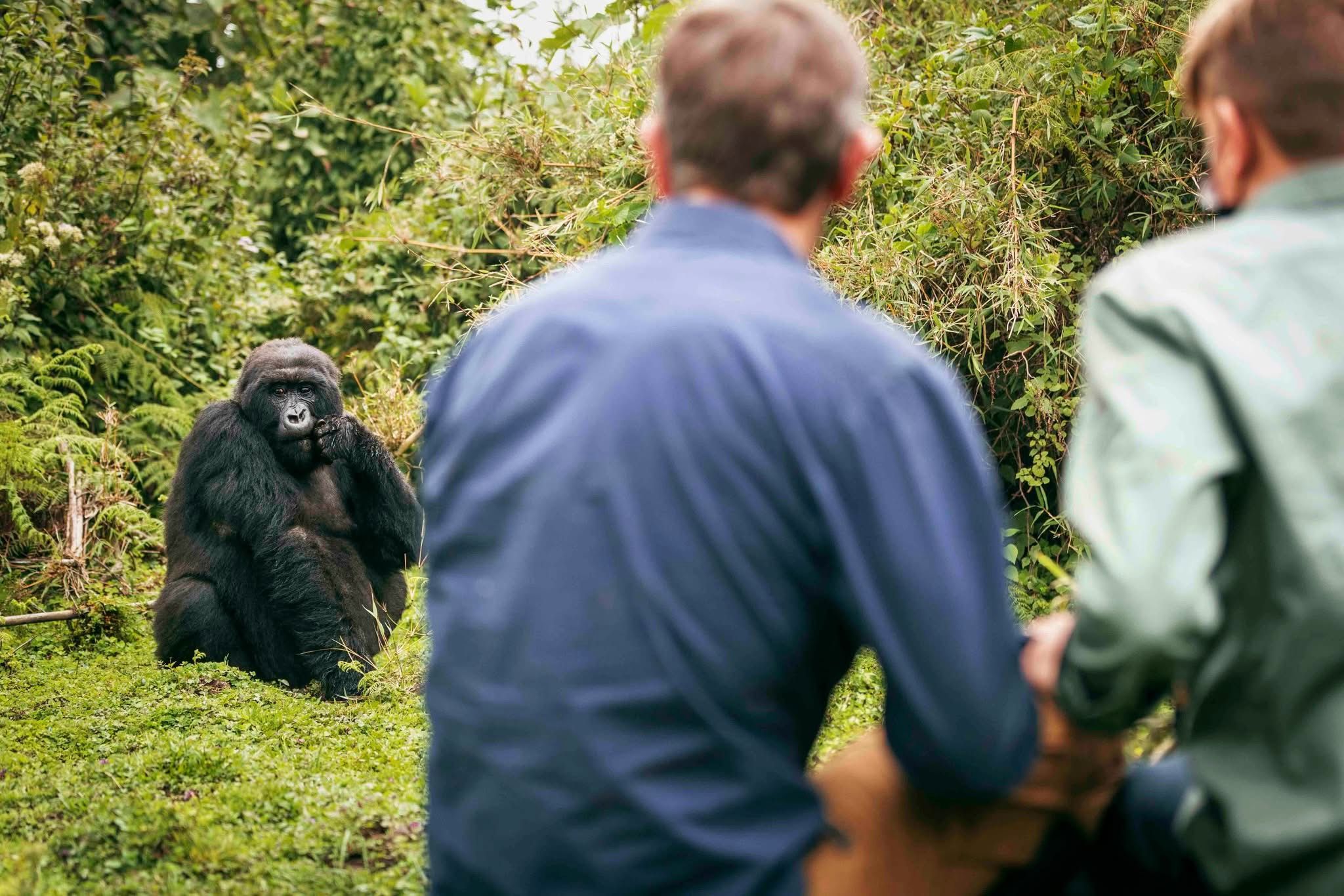 Gorilla Trekking — A Once-in-a-Lifetime Safari Experience