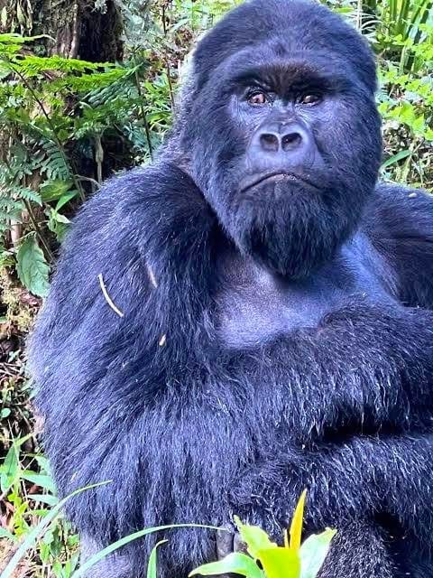 Gorilla Trekking — A Once-in-a-Lifetime Safari Experience