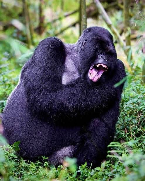 Gorilla Trekking — A Once-in-a-Lifetime Safari Experience