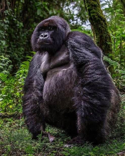 Gorilla Trekking — A Once-in-a-Lifetime Safari Experience