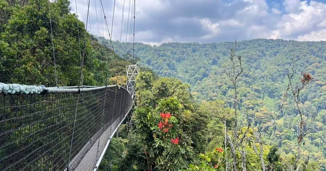 Gorilla Trekking — A Once-in-a-Lifetime Safari Experience