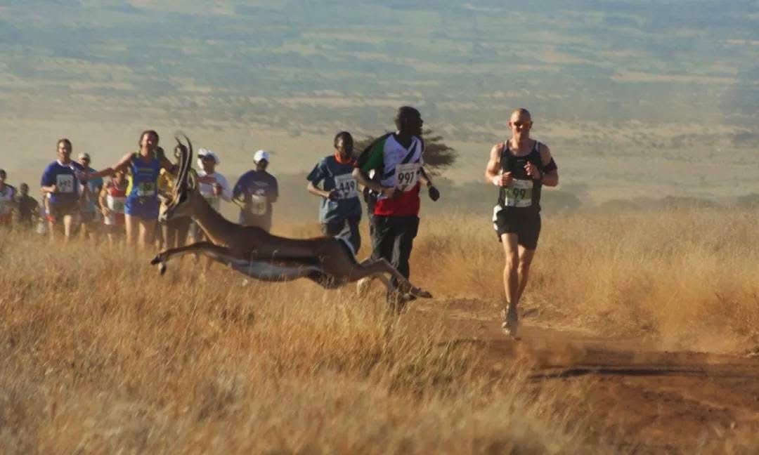 Guided Running Safaris — A Thrilling Wildlife Adventure
