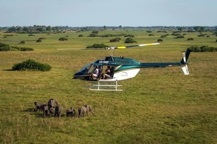 Helicopter Safaris