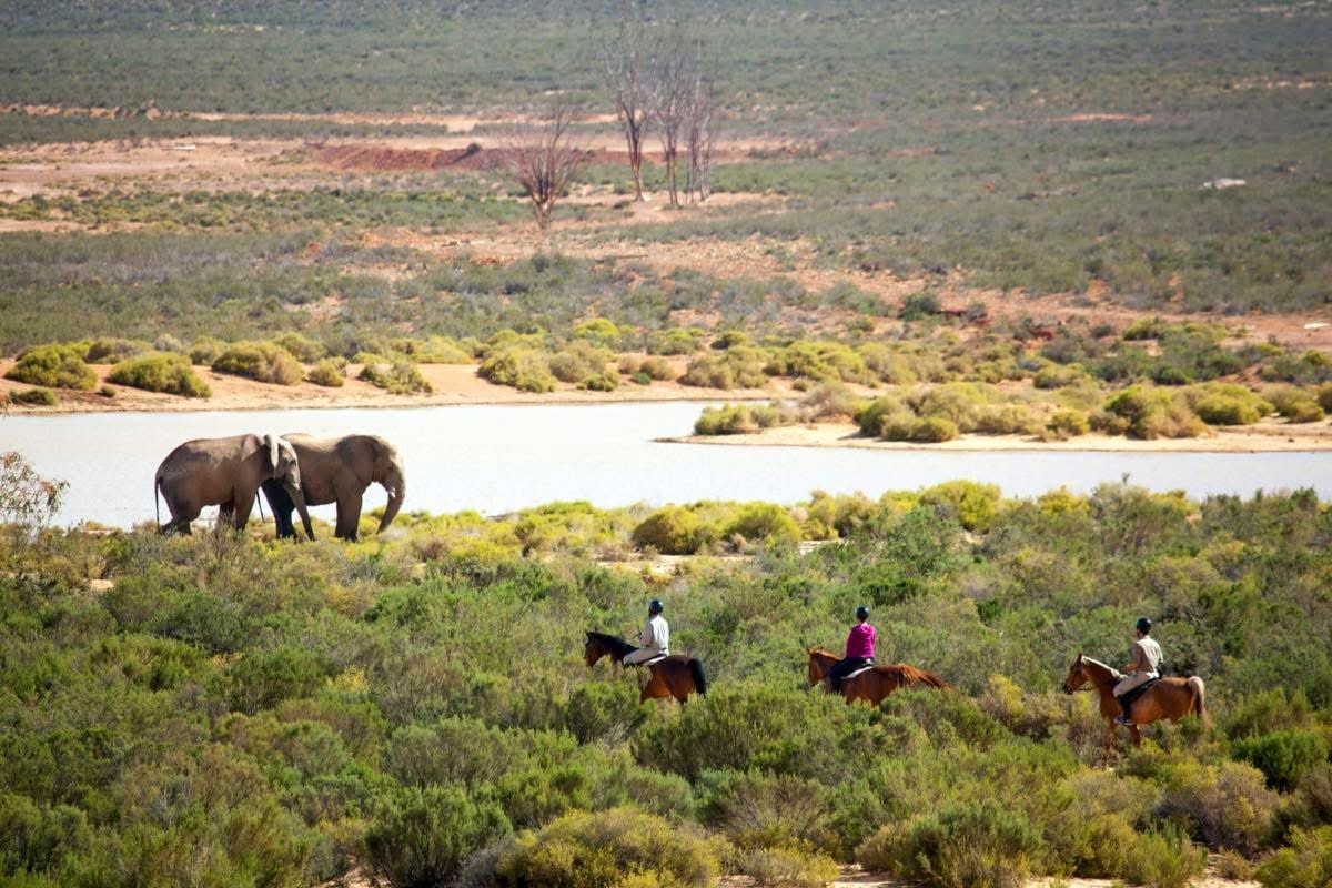 Horse Riding Safaris — A Thrilling Safari on Horseback
