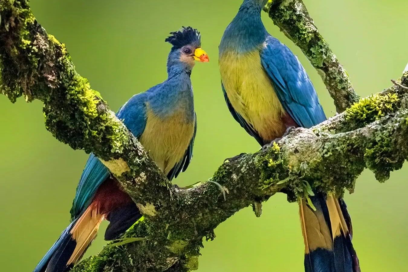 Birdwatching adventures