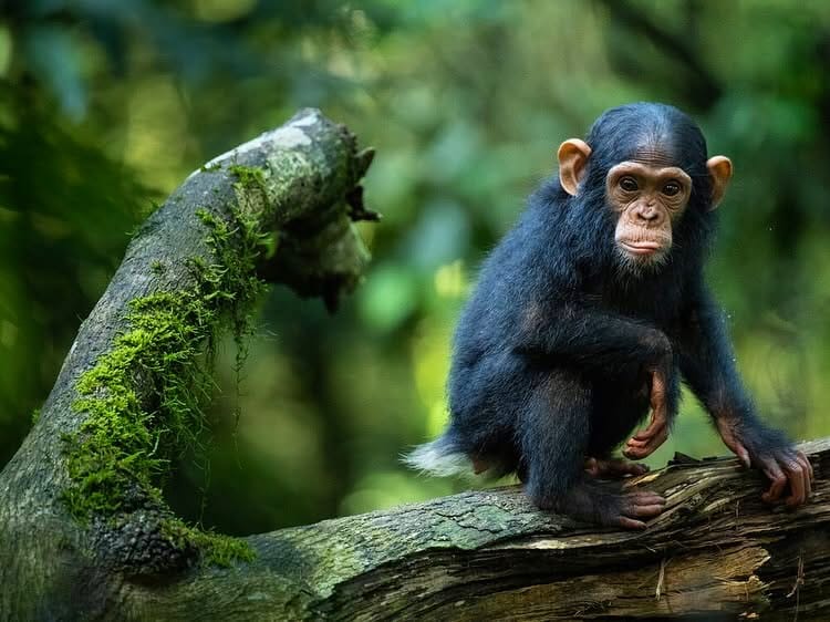 Chimp habituation experience