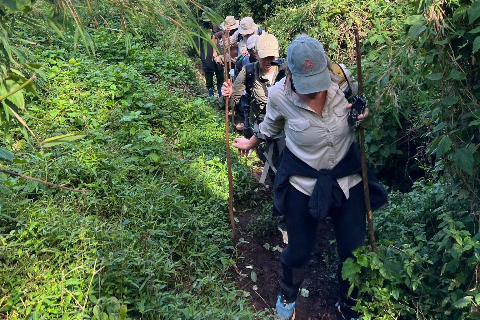 Chimpanzee trekking