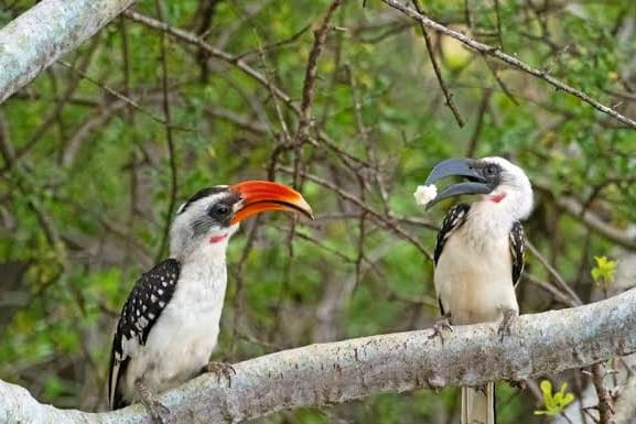 Birdwatching