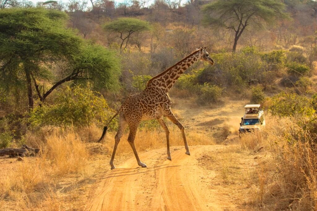 Game drives