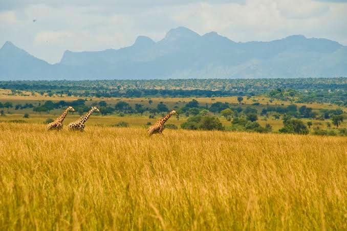 Kidepo Valley