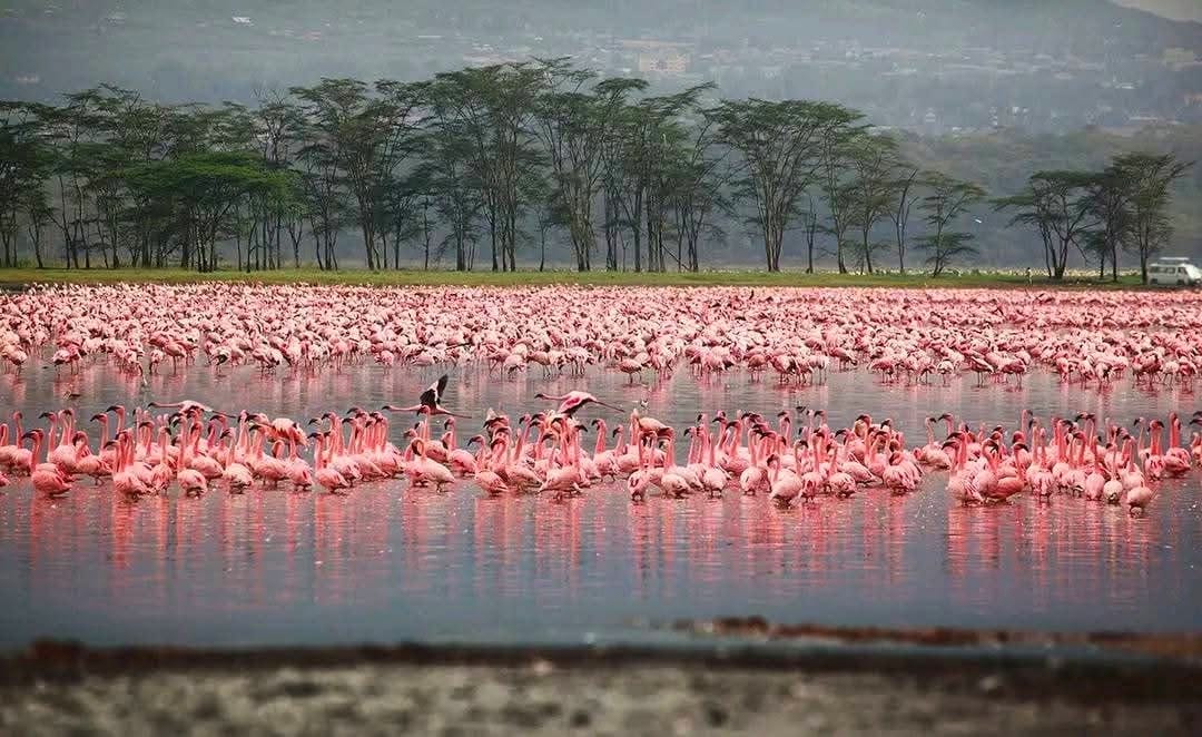 Flamingos on the lake