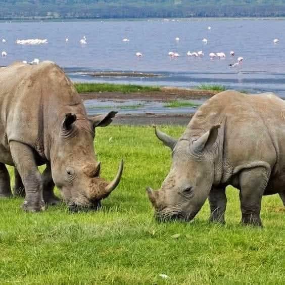 Rhino tracking
