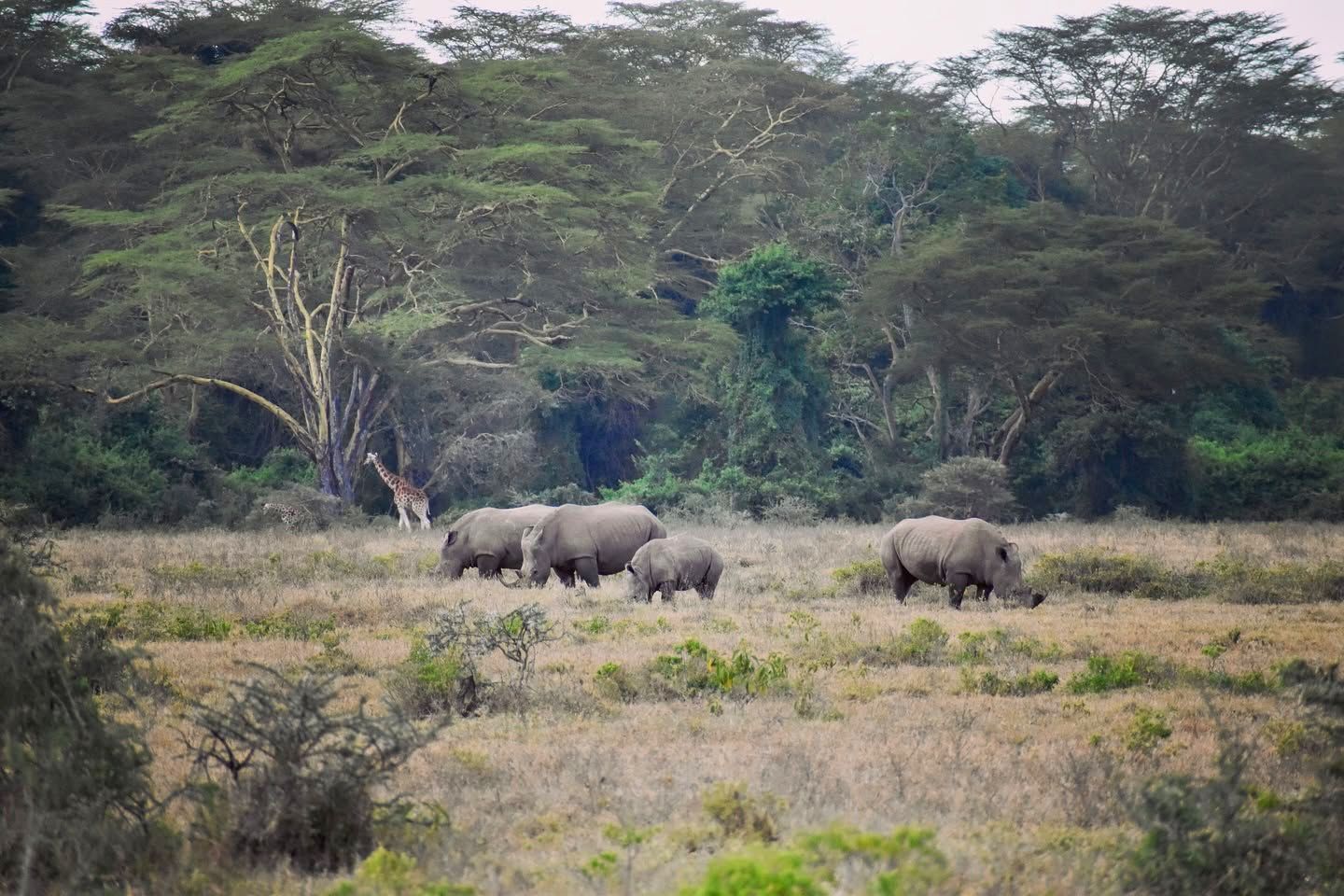 Rhino encounters