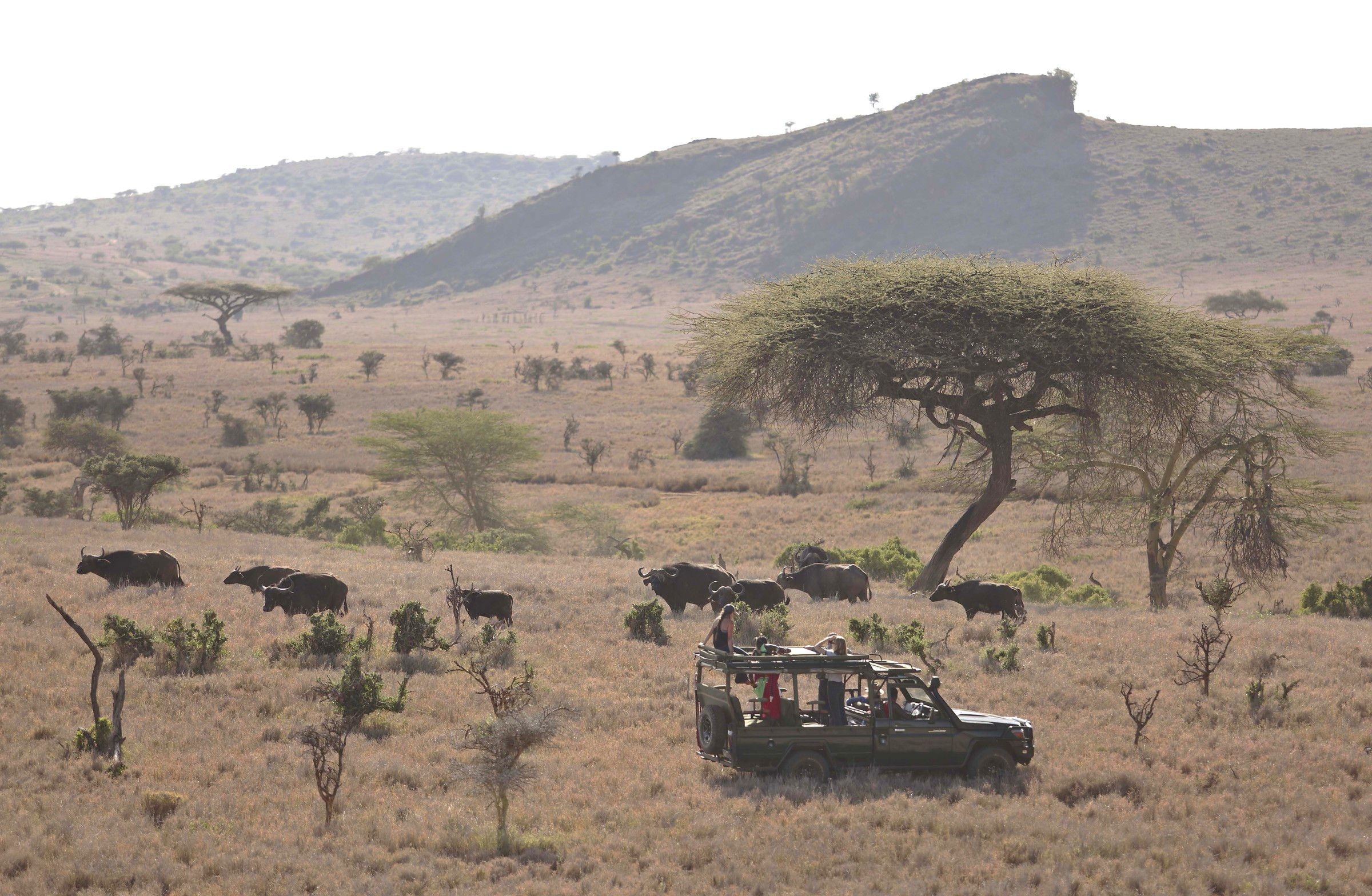 Scenic game drives