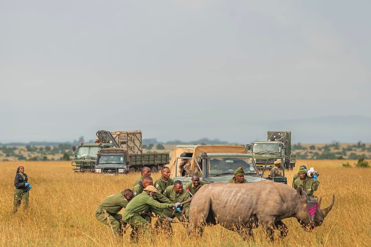 Rhino conservation pioneers
