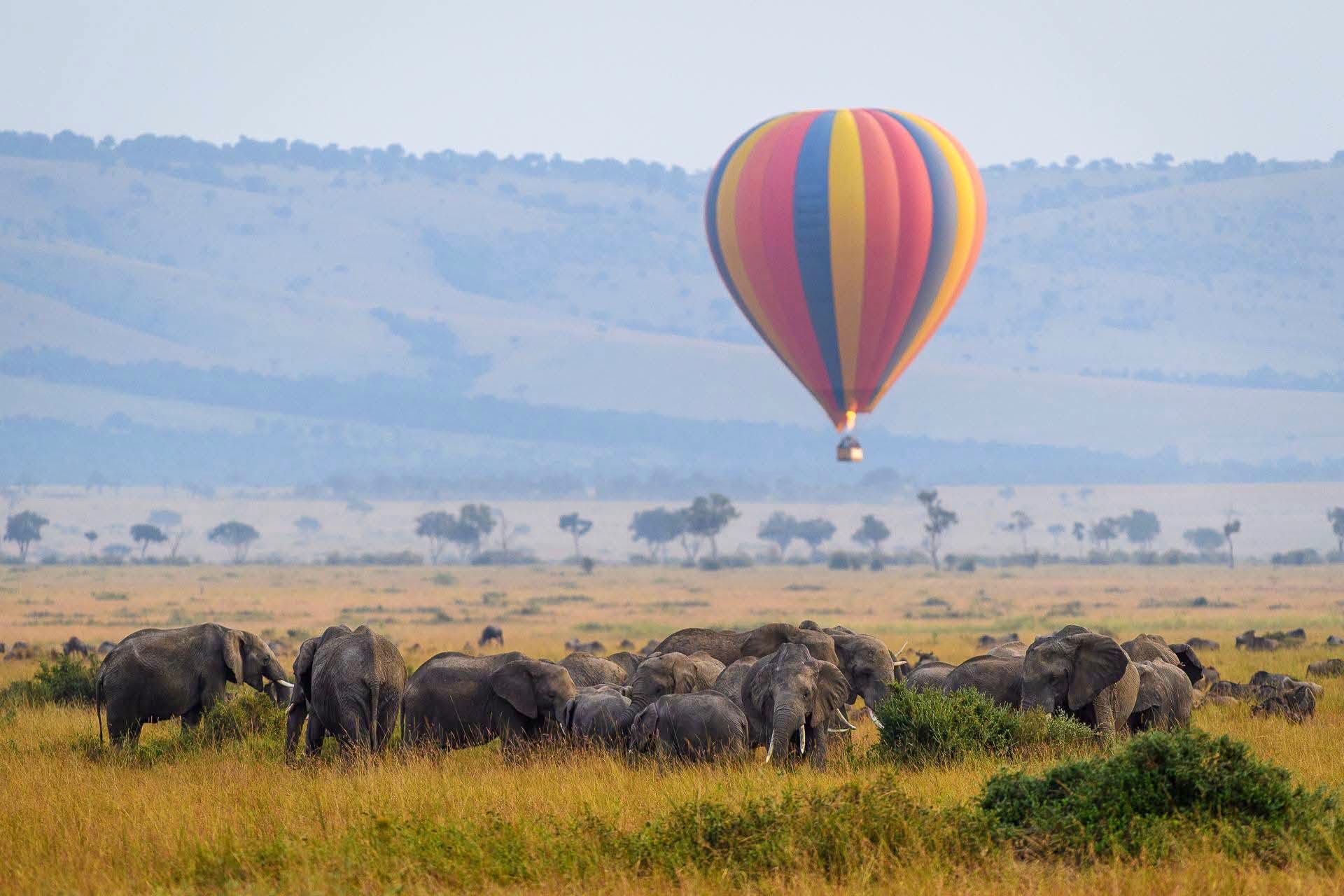 Hot-air balloon safari