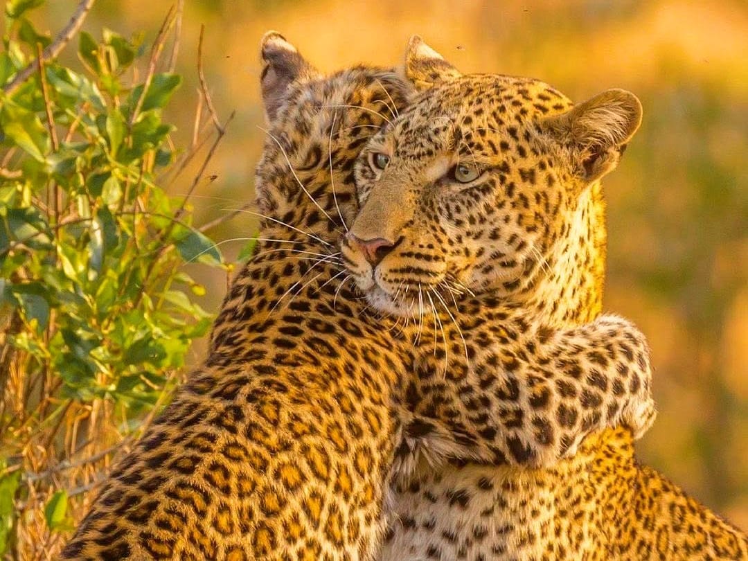 Big cat sightings