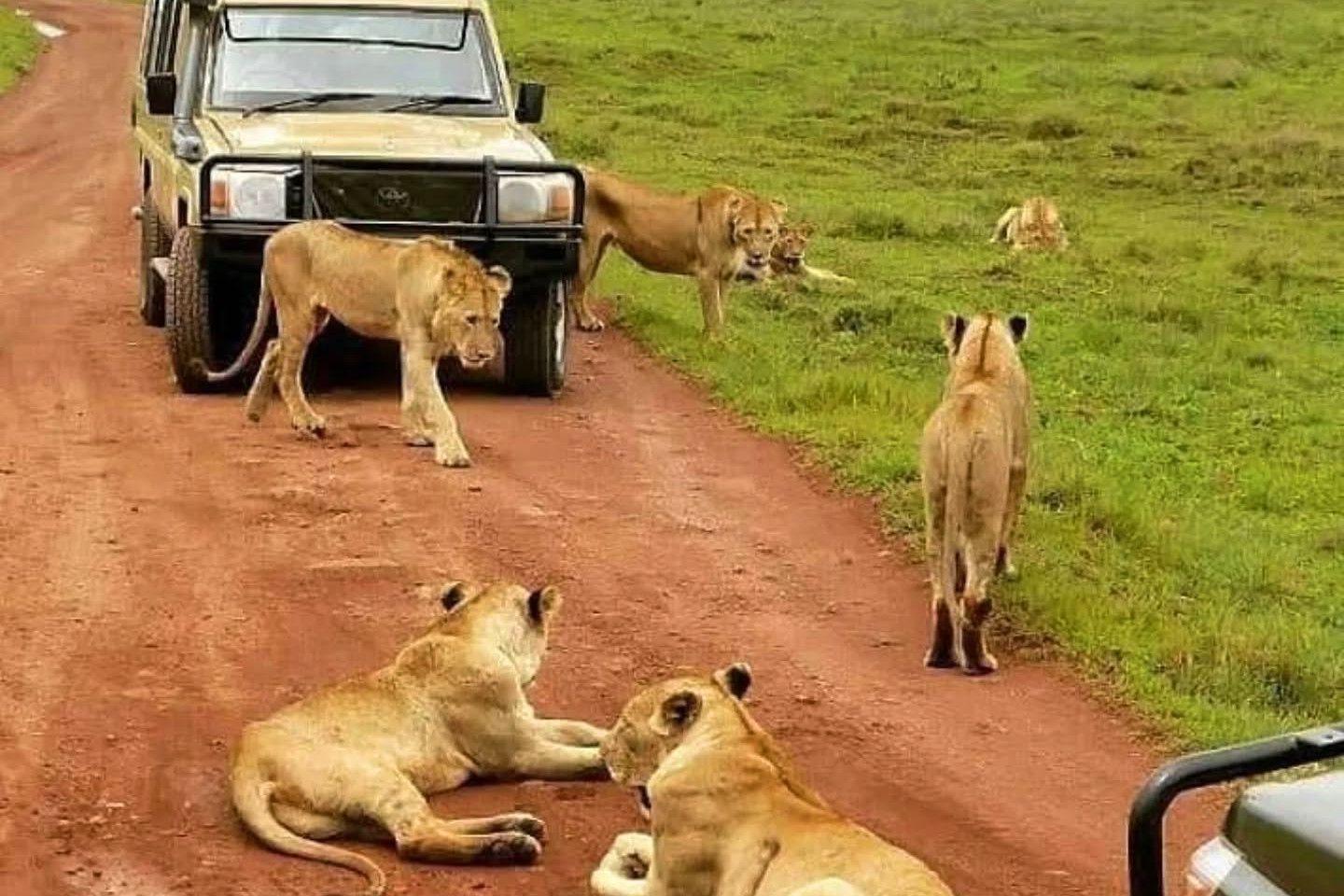 Game drives