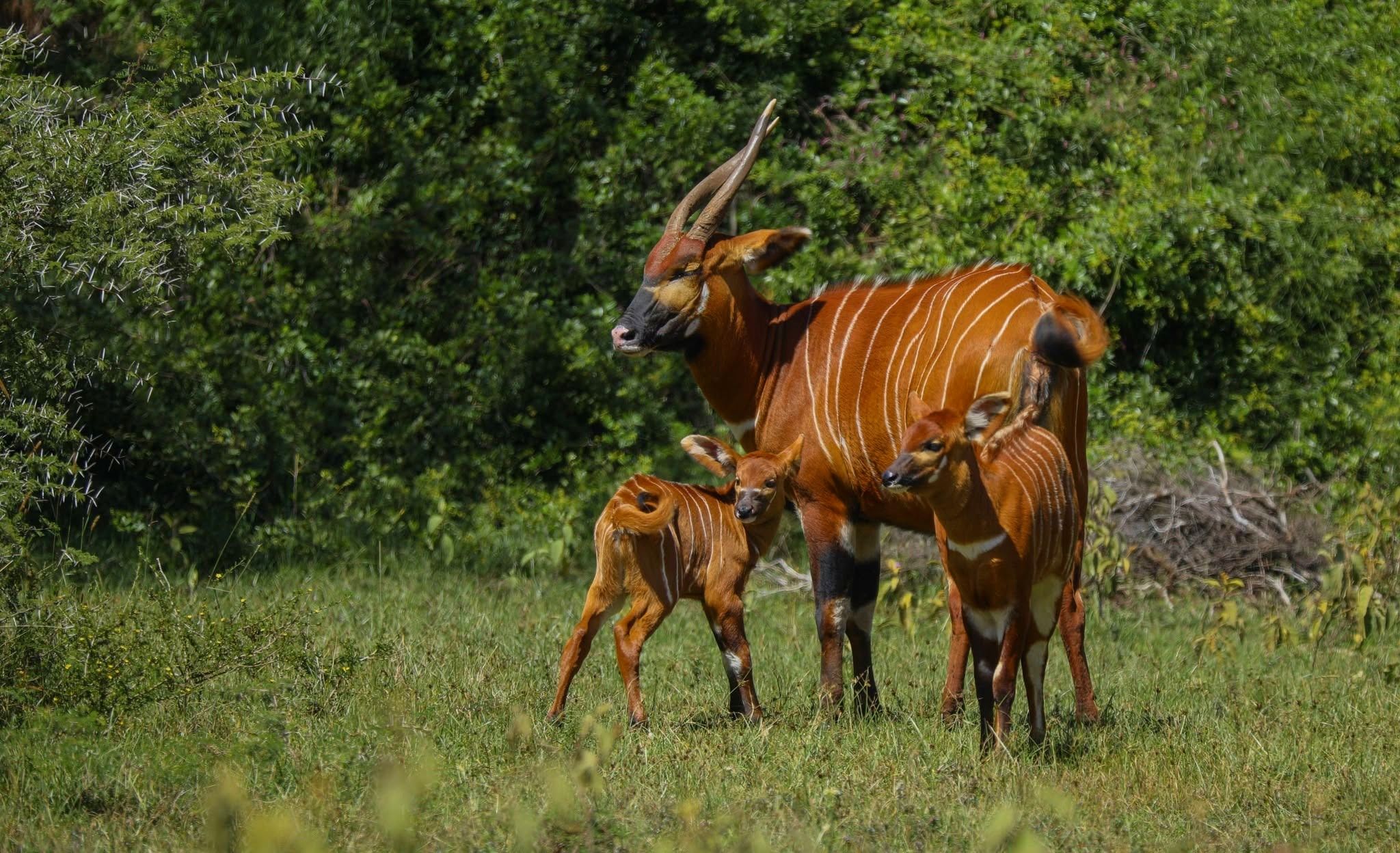 Forest wildlife