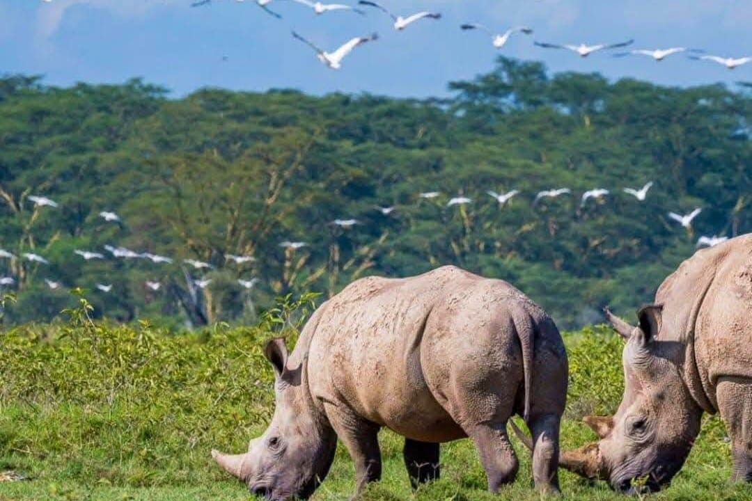 Rhino viewing at Solio