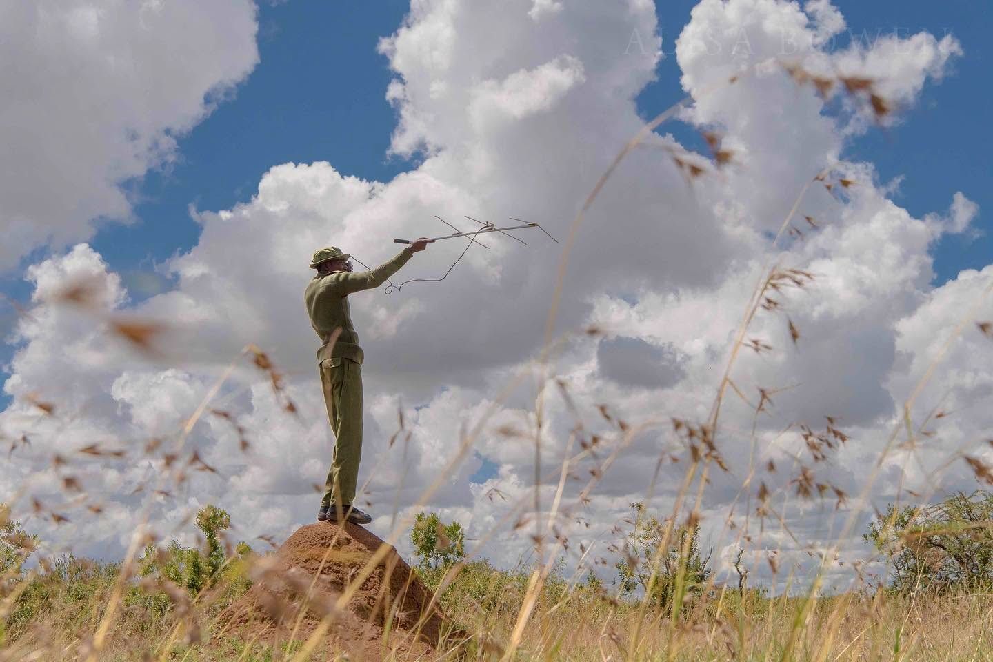 Lion Tracking & Wildlife Monitoring