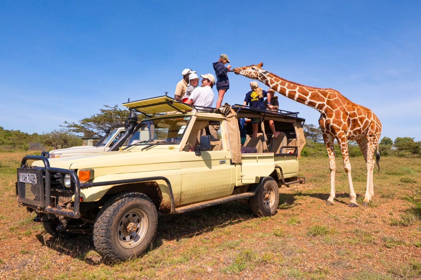 Slower safari rhythm