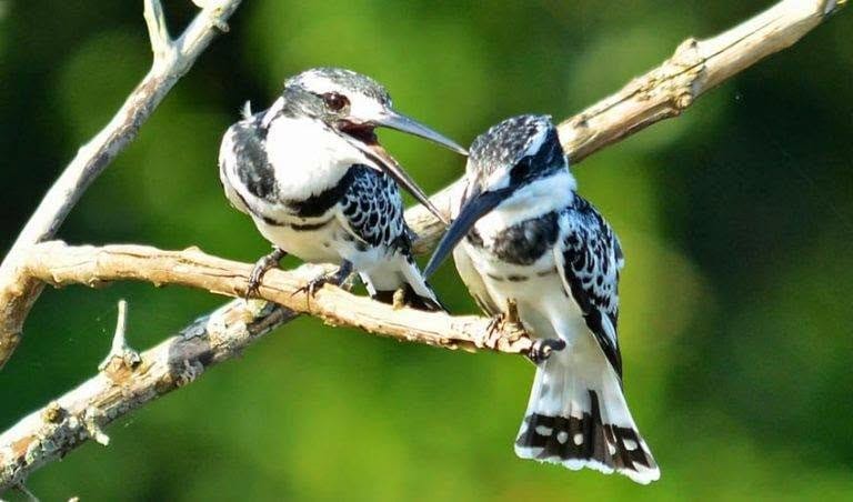 Birdwatching
