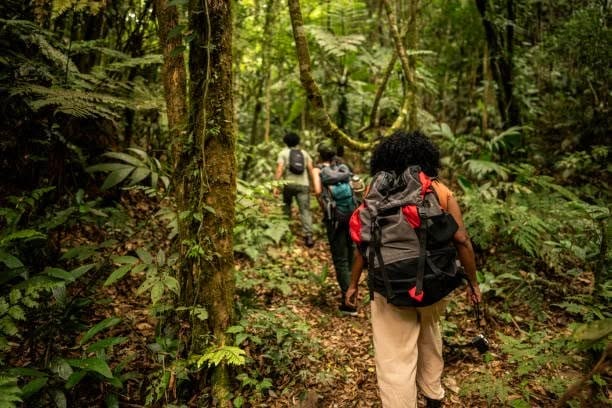 Chimpanzee trekking