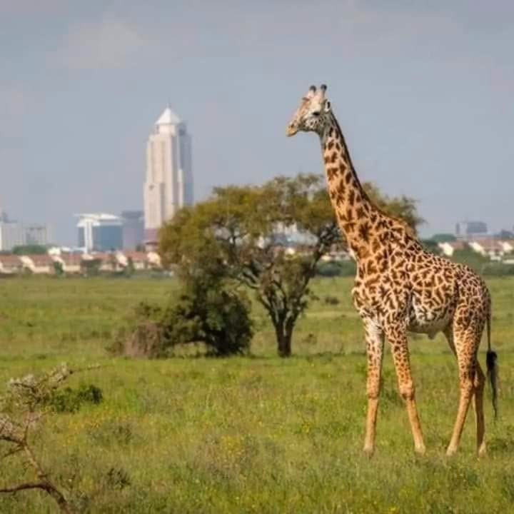 Kenya's Gentle Giants