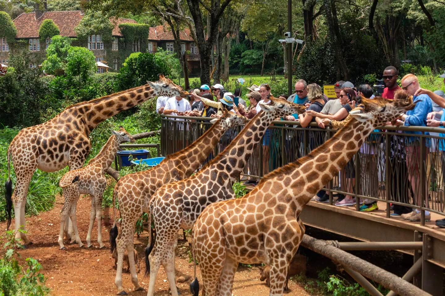 Feed giraffes at the Giraffe Centre