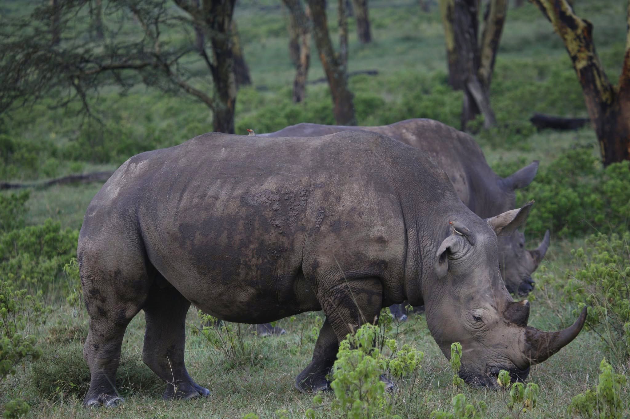 Black rhino country