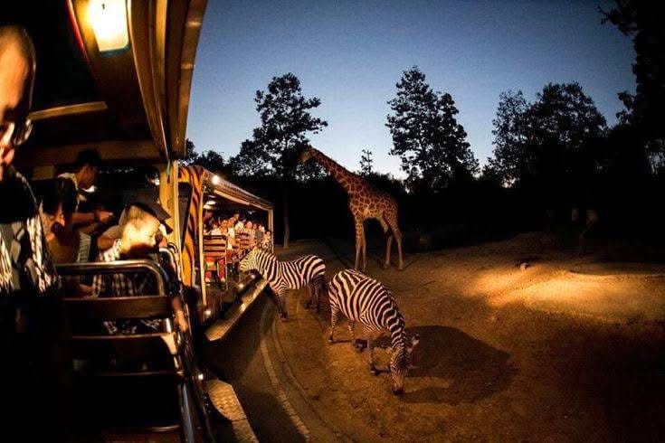 Night Game Drives — A Nocturnal Safari Adventure