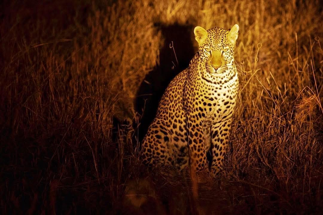 Night Game Drives — A Nocturnal Safari Adventure