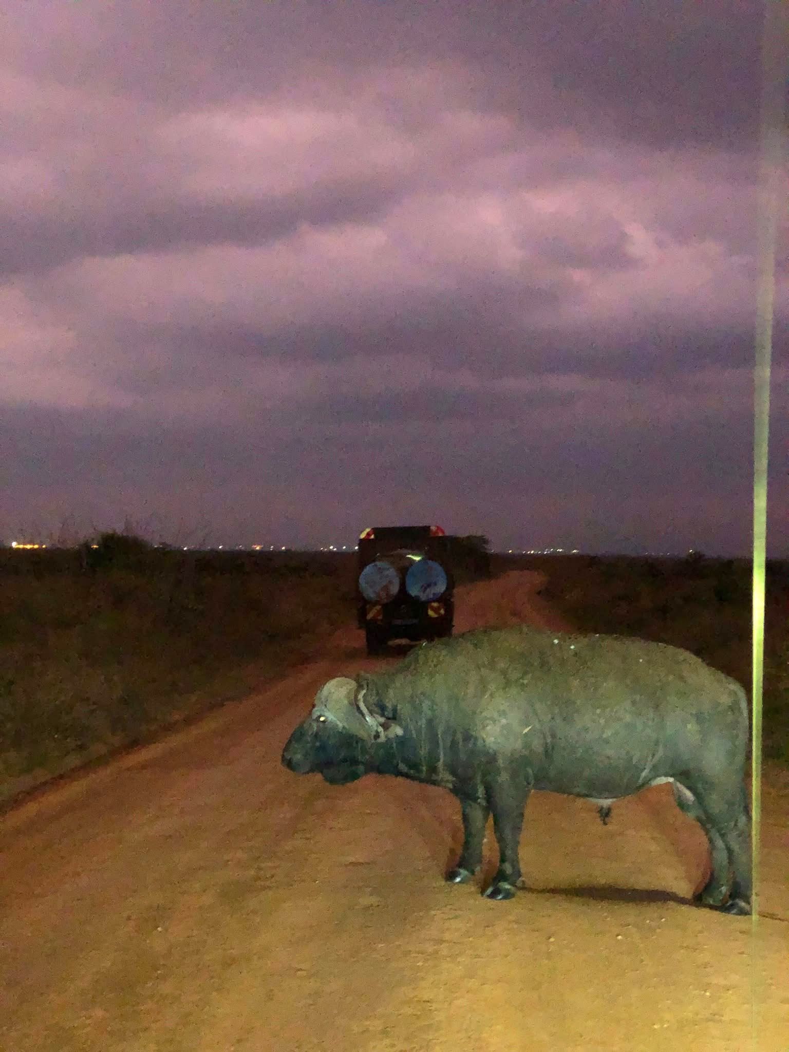 Night Game Drives — A Nocturnal Safari Adventure