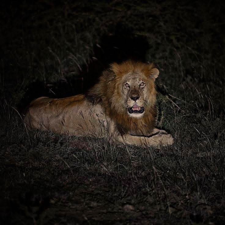 Night Game Drives — A Nocturnal Safari Adventure