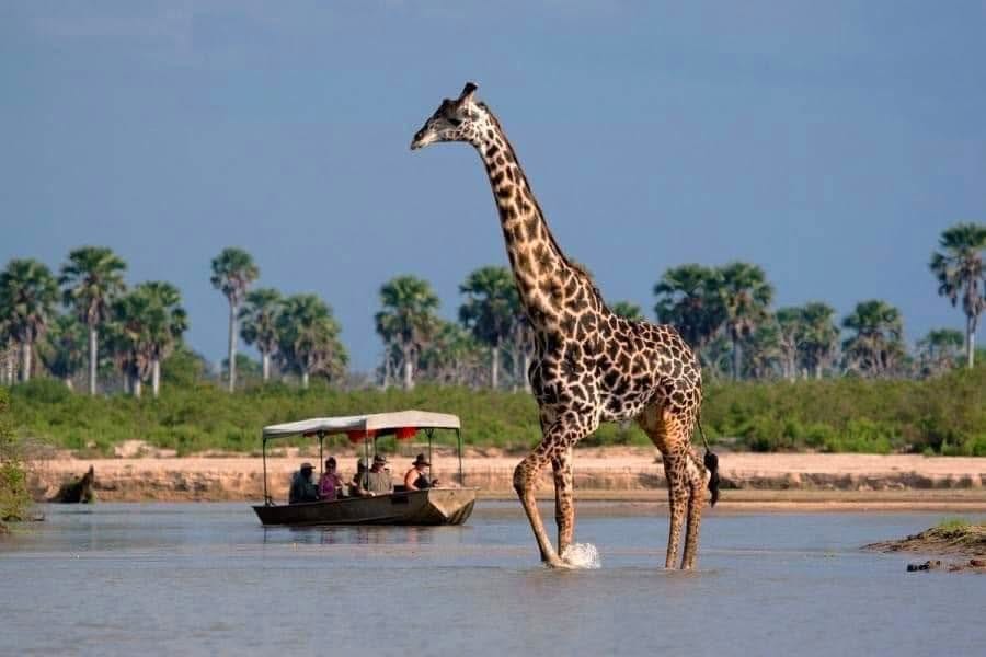 Boat safaris