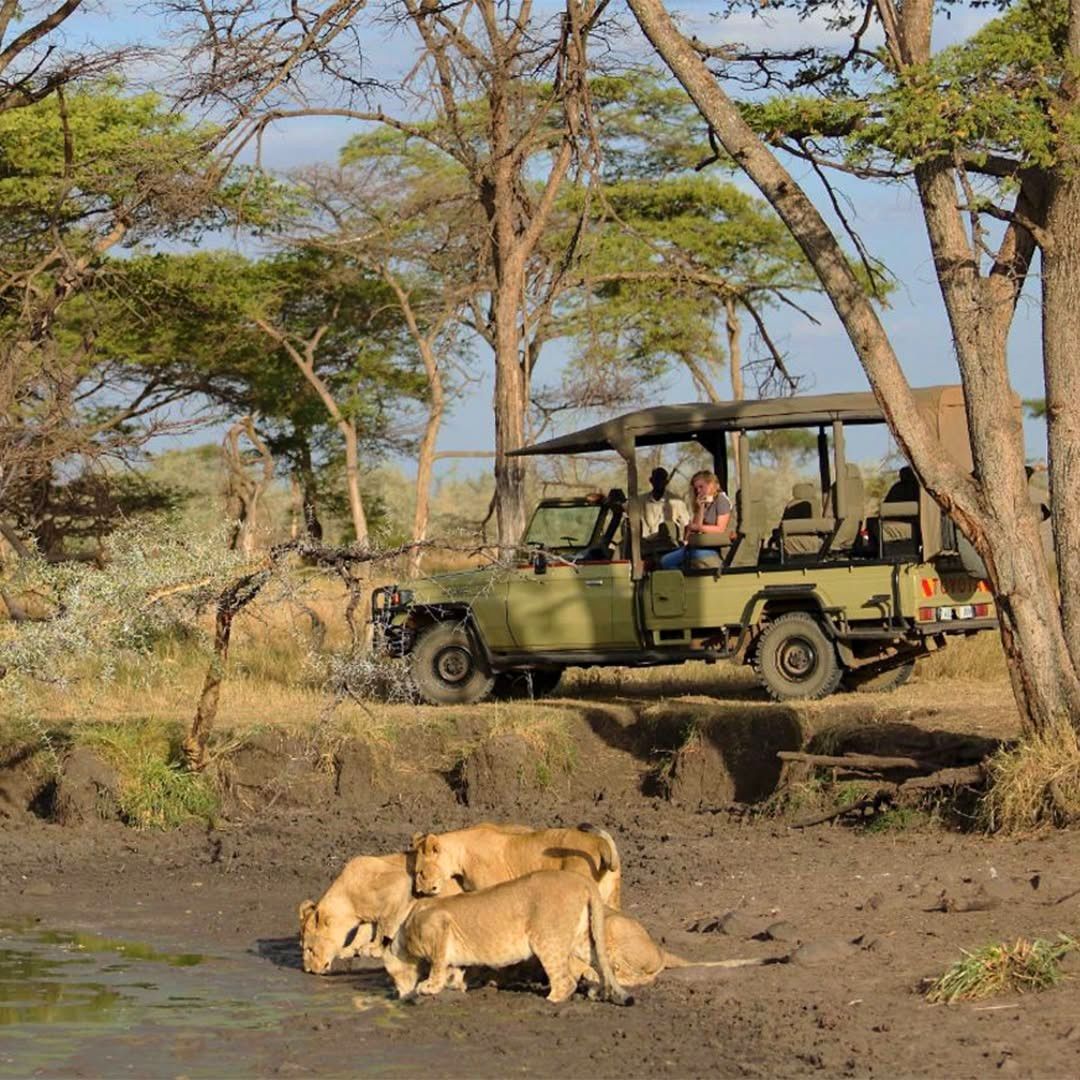 Game drives