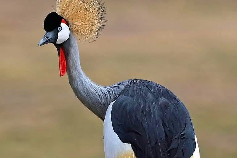 Birding paradise