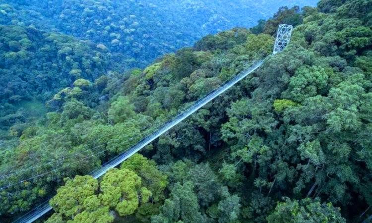 Canopy walk adventure