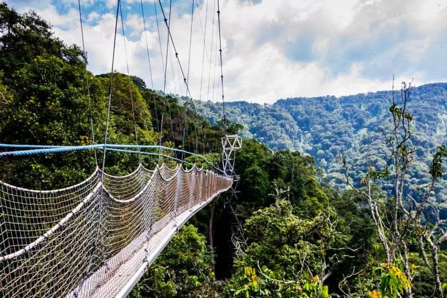 Canopy walkway