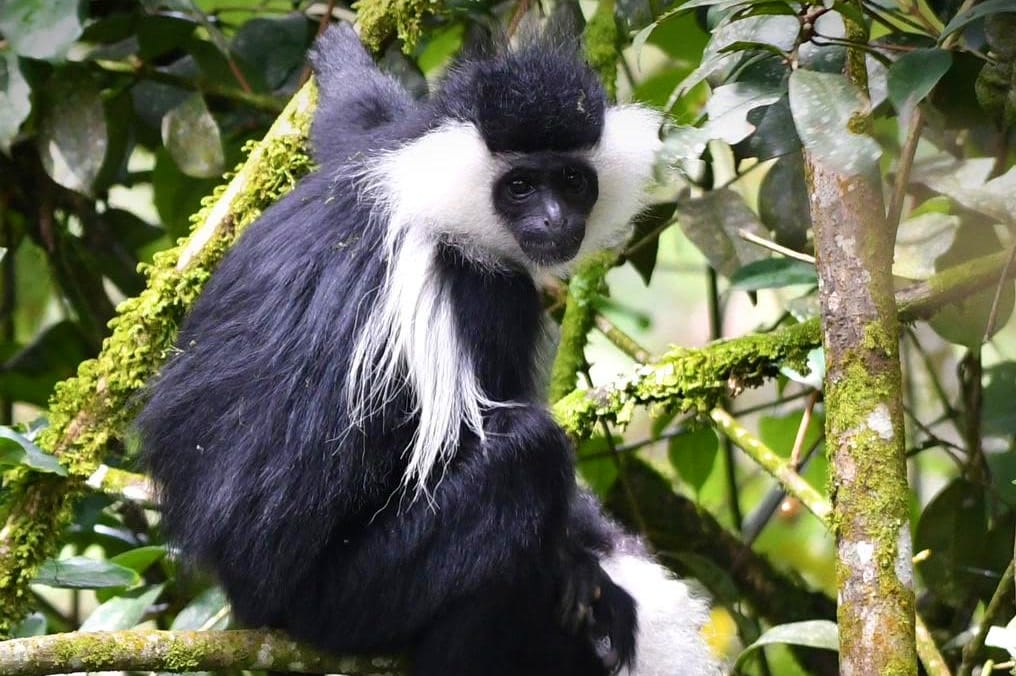 Colobus monkey encounters