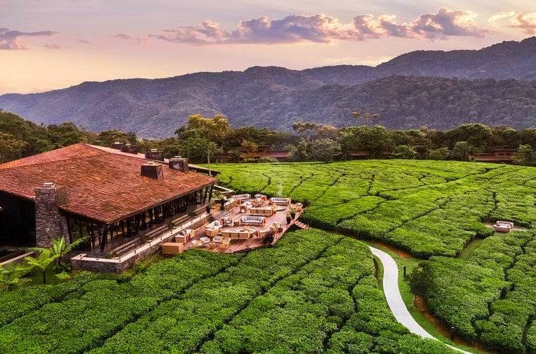 Tea estate visit