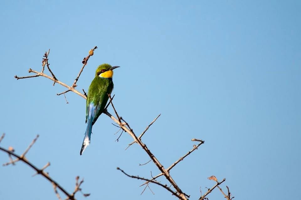 Birding excursions